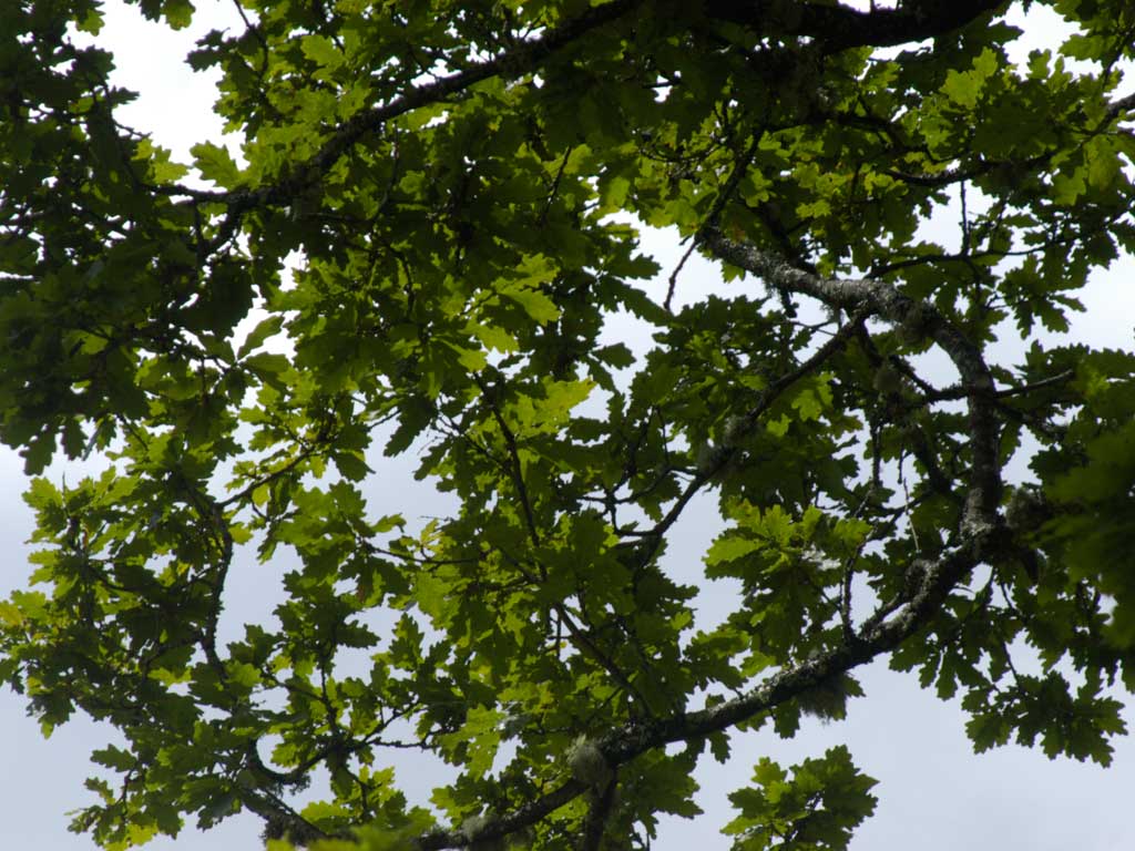 Migrations - Calling Tree