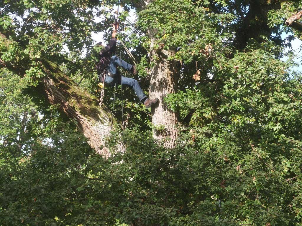 Migrations - Calling Tree rehearsals