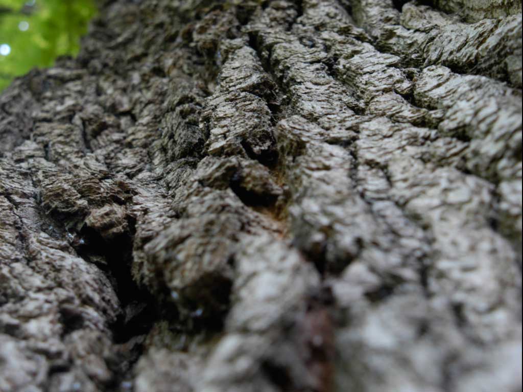 Migrations - Calling Tree